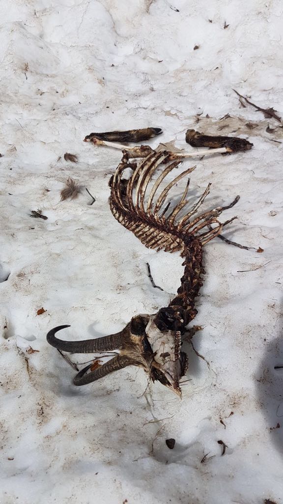 Scheletro di Camoscio